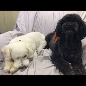 Meet your Posher, Jodi